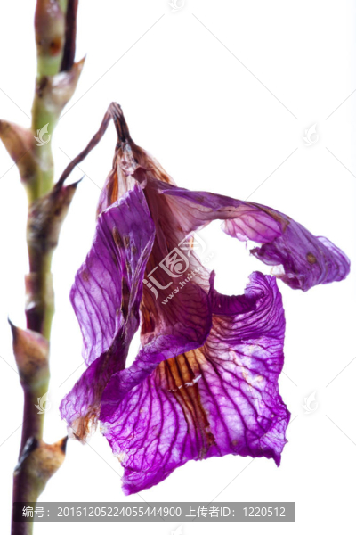 蘭花