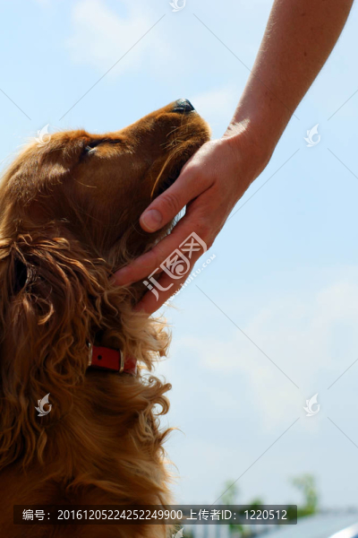 可卡犬和女人的手
