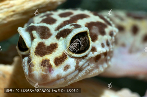 豹紋守宮