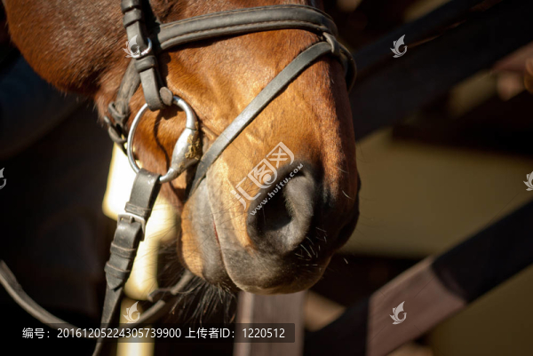 馬具的鼻孔