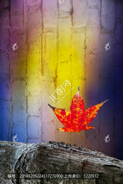 紅楓葉；金秋