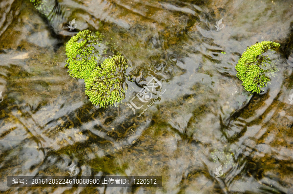 小河中苔蘚的細(xì)節(jié)