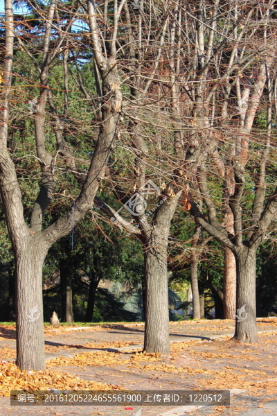 公園里的秋天