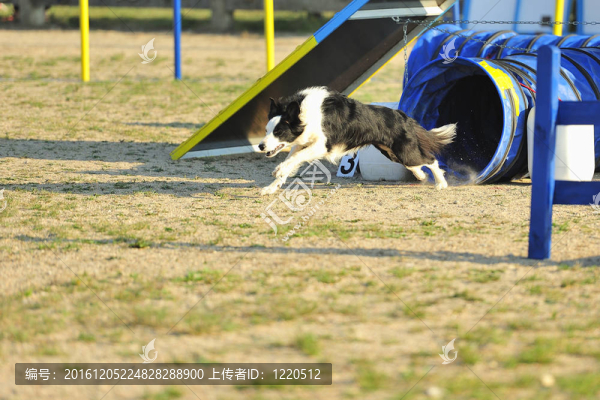 邊境牧羊犬的敏捷性比賽