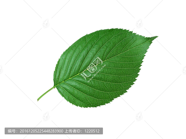 美麗的綠色葉子