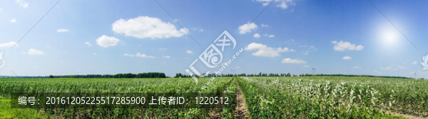 成長的蘋果園令人驚嘆的全景。