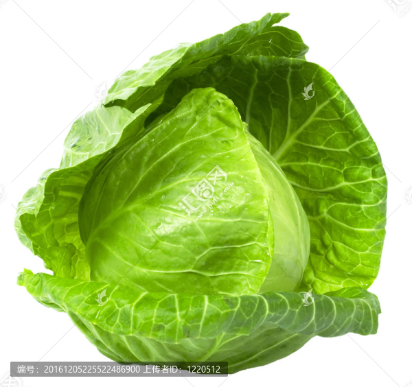 白菜
