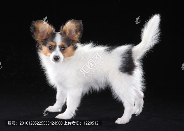 小狗巴比