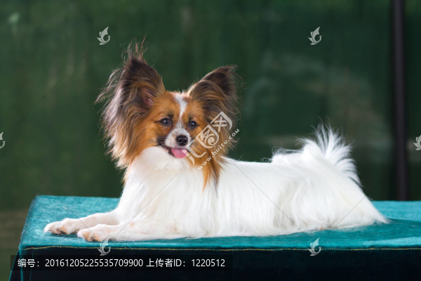 蝴蝶犬