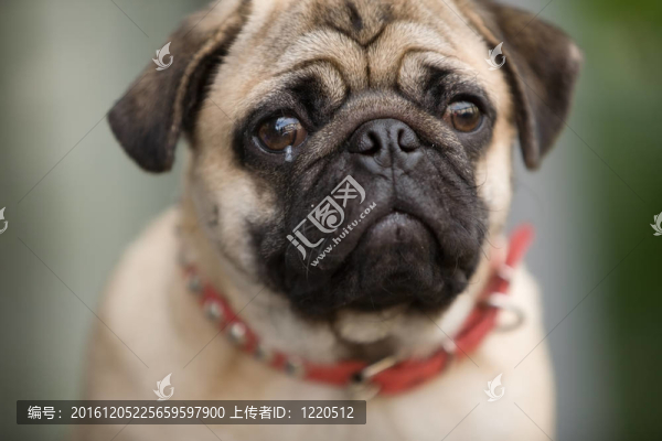 丑陋的狗