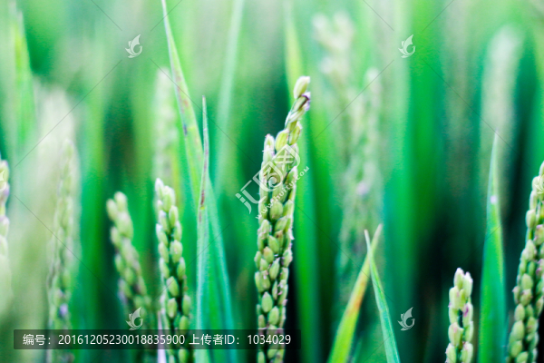 麥穗