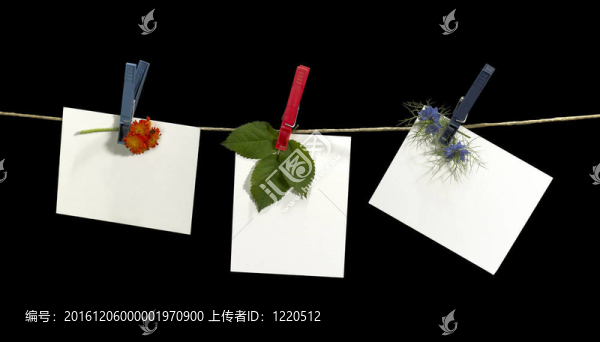 晾衣繩和標(biāo)簽的鮮花