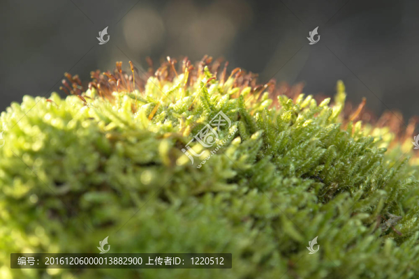 苔蘚sporangiums宏