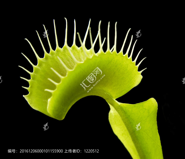 食肉植物的細(xì)節(jié)