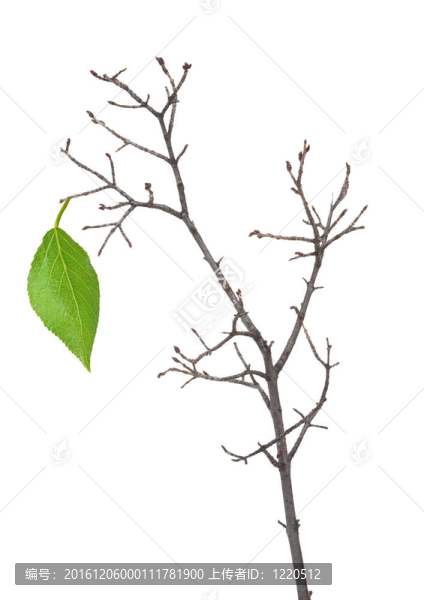 綠枝干葉