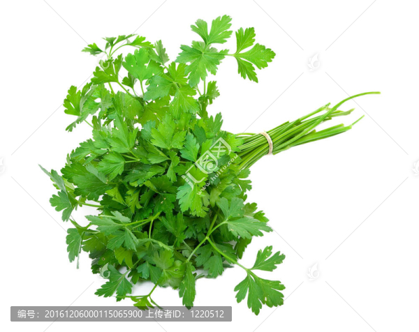 新鮮歐芹