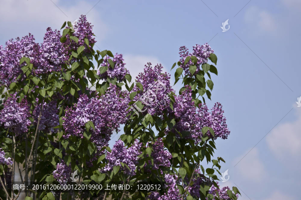 公園景觀。