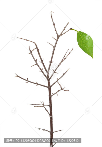 綠枝干葉
