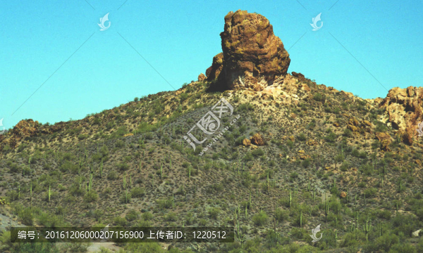 沙漠山地仙人掌