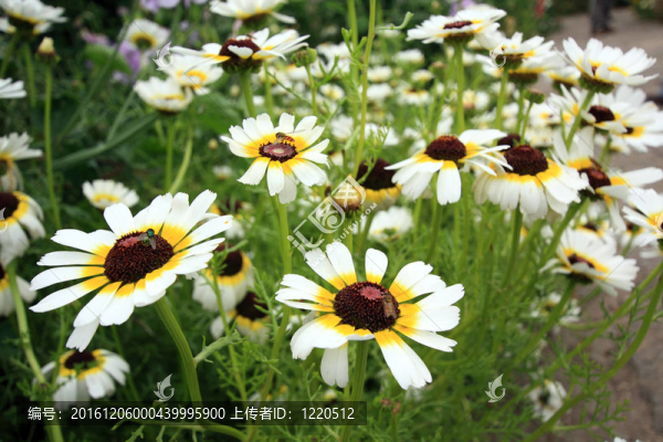 花園里的白花