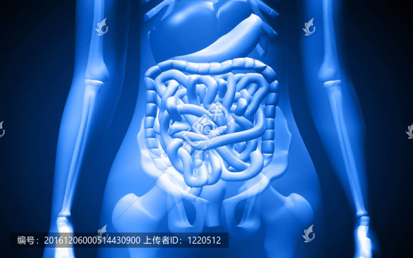 人類的消化系統(tǒng)