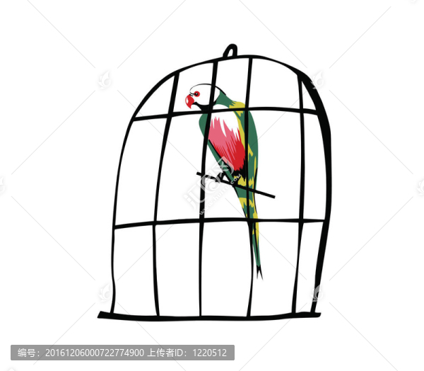 在白色背景下廚的鸚鵡