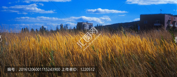 城市郊區(qū)秋草。