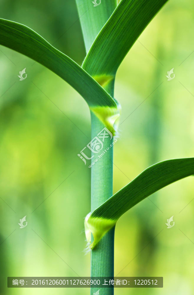美麗的綠色甘蔗的和諧場景