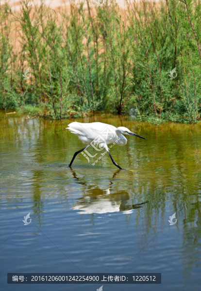 白鷺-匯圖網(wǎng) www.fosd68.com 白鷺