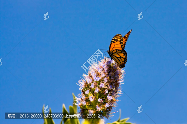 帝王蝶（Danaus,plexippus）