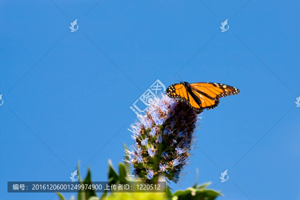 帝王蝶（Danaus,plexippus）