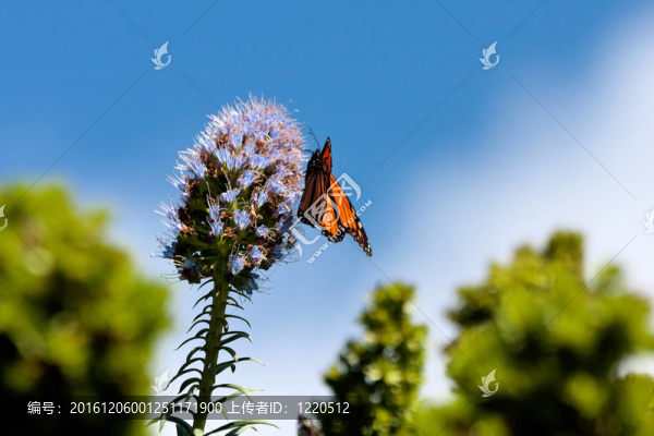 帝王蝶（Danaus,plexippus）