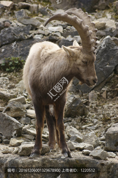 阿爾卑斯野山羊在巖石形成