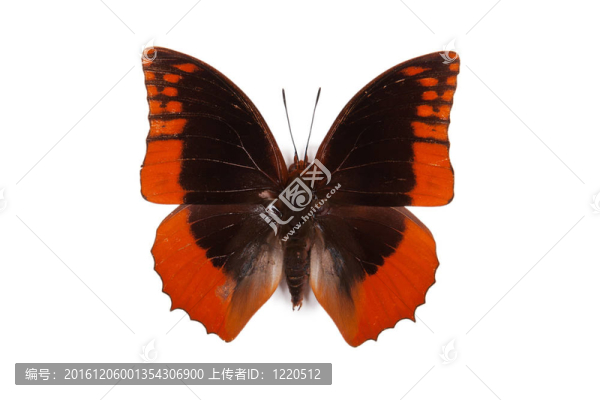 黑色和藍(lán)色的蝴蝶azota,Charaxes,protoclea分離