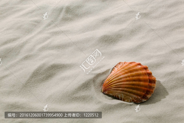 貝殼躺在沙灘上的沙灘上
