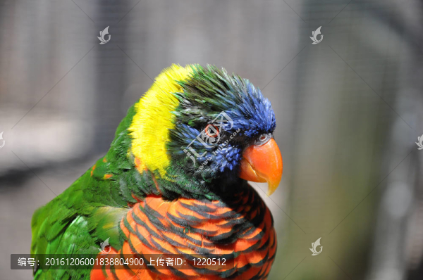Rainbow,Lorikeet（Trichoglossus,haematodus）；