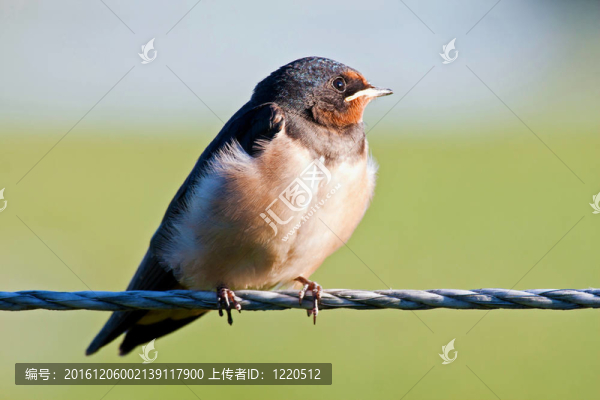 小燕子