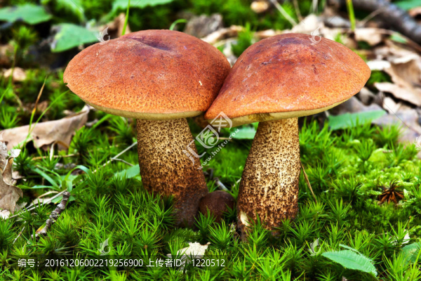 兩種食用菌