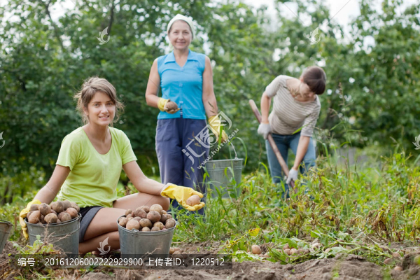 女人收獲土豆