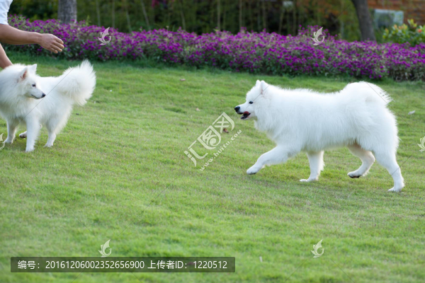 薩摩耶犬跑