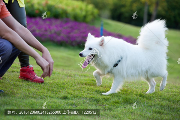 薩摩耶犬跑
