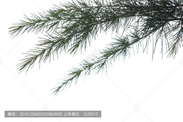 白底松樹枝