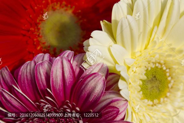 非洲菊