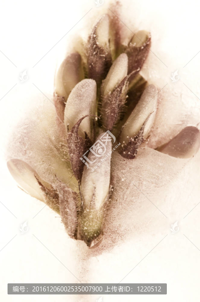 凍花。在冰塊中開花