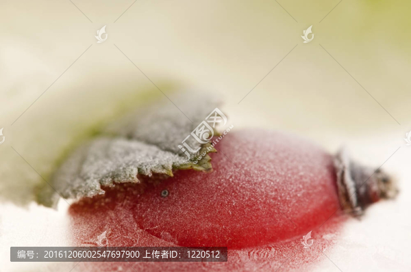 冰凍的玫瑰