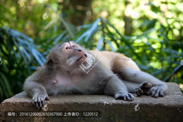 獼猴-匯圖網(wǎng) www.fosd68.com 獼猴