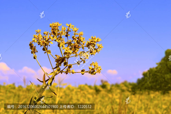 草甸黃花