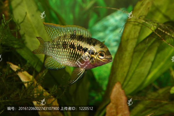 紅點鯛（Laetacara,dorsigera）