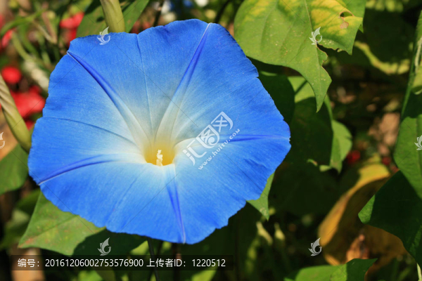 爬山虎植物藍(lán)花