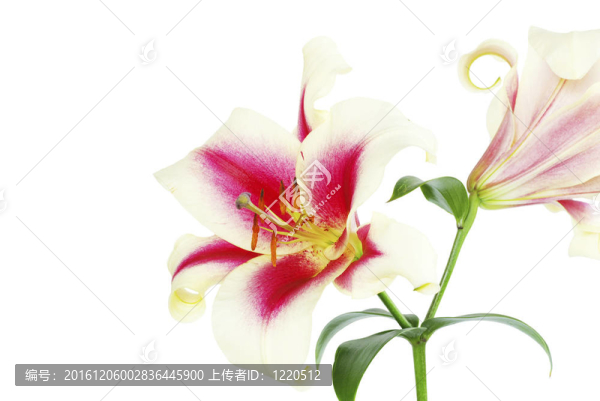 莉莉